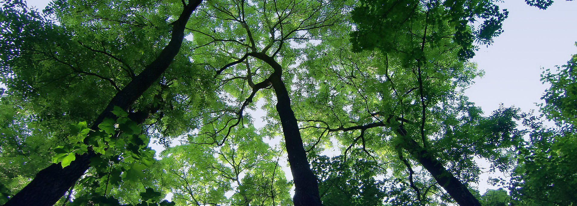 Maryland Forest Conservation And Management Program