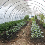 Real Food Farm_inside hoophouse