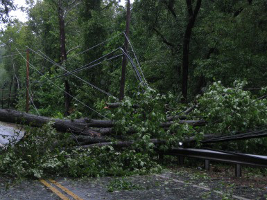 Trees down on Falls Road | Photo Credit: Maria Dennis